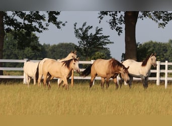 American Paint Horse Mix, Klacz, 3 lat, 155 cm, Jelenia