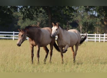 American Paint Horse Mix, Klacz, 3 lat, 155 cm, Jelenia