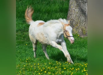 American Paint Horse, Klacz, 3 lat, 155 cm, Szampańska