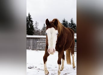 American Paint Horse, Klacz, 3 lat, Ciemnokasztanowata