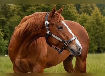 American Paint Horse, Klacz, 3 lat, Kasztanowata