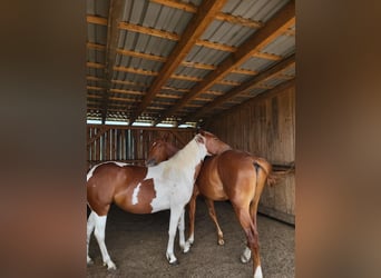 American Paint Horse, Klacz, 3 lat, Tobiano wszelkich maści