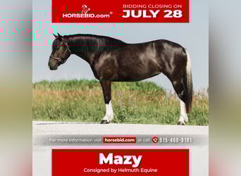 American Paint Horse Mix, Klacz, 4 lat, 145 cm, Srokata