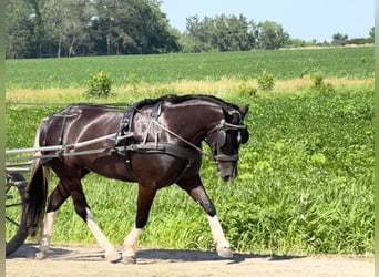 American Paint Horse Mix, Klacz, 4 lat, 145 cm, Srokata
