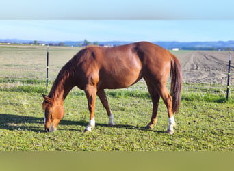 American Paint Horse, Klacz, 4 lat, 147 cm, Kasztanowata