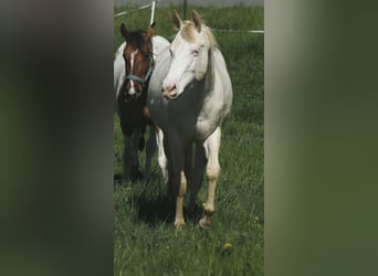 American Paint Horse, Klacz, 4 lat, 150 cm, Cremello