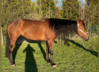 American Paint Horse, Klacz, 4 lat, 150 cm, Gniada
