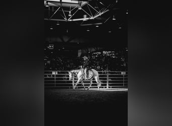 American Paint Horse, Klacz, 4 lat, 150 cm