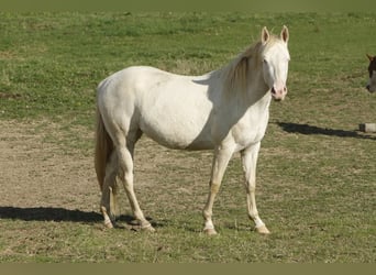 American Paint Horse, Klacz, 4 lat, 150 cm, Perlino
