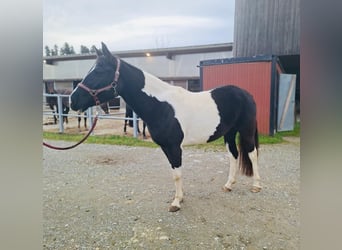 American Paint Horse, Klacz, 4 lat, 150 cm, Tobiano wszelkich maści