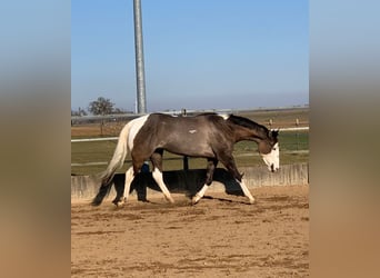 American Paint Horse, Klacz, 4 lat, 156 cm, Grullo