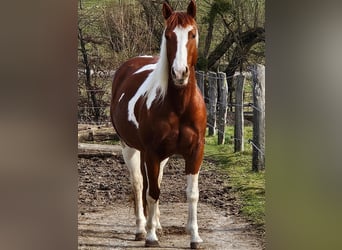 American Paint Horse, Klacz, 4 lat, Srokata