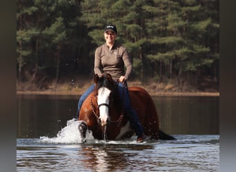 American Paint Horse Mix, Klacz, 4 lat, Tobiano wszelkich maści