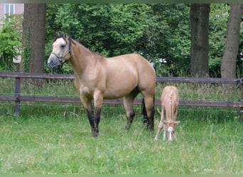American Paint Horse, Klacz, 5 lat, 150 cm, Jelenia