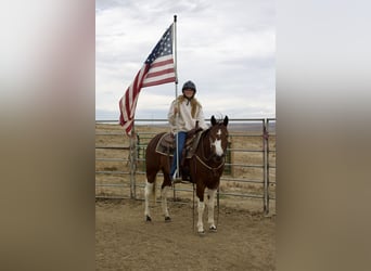 American Paint Horse, Klacz, 5 lat, 152 cm, Tobiano wszelkich maści