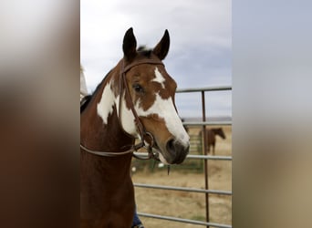 American Paint Horse, Klacz, 5 lat, 152 cm, Tobiano wszelkich maści
