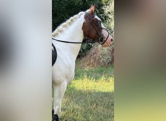 American Paint Horse, Klacz, 5 lat, 157 cm, Srokata