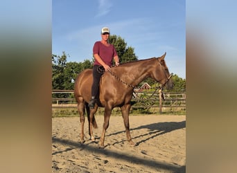 American Paint Horse, Klacz, 5 lat, Ciemnokasztanowata