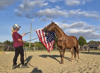 American Paint Horse, Klacz, 5 lat, Ciemnokasztanowata