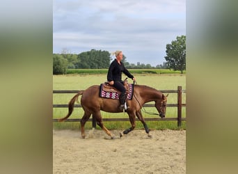 American Paint Horse, Klacz, 5 lat, Ciemnokasztanowata
