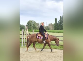 American Paint Horse, Klacz, 5 lat, Ciemnokasztanowata