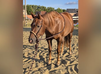 American Paint Horse, Klacz, 5 lat, Ciemnokasztanowata