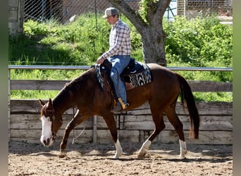 American Paint Horse, Klacz, 5 lat, Kasztanowata