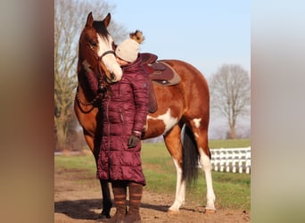 American Paint Horse Mix, Klacz, 5 lat, Tobiano wszelkich maści