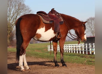 American Paint Horse Mix, Klacz, 5 lat, Tobiano wszelkich maści