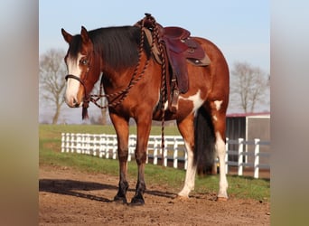 American Paint Horse Mix, Klacz, 5 lat, Tobiano wszelkich maści