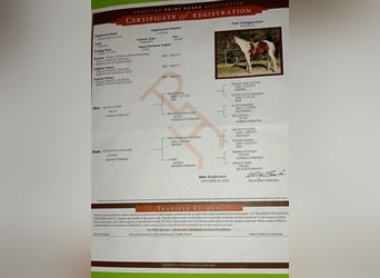 American Paint Horse, Klacz, 5 lat, Tobiano wszelkich maści