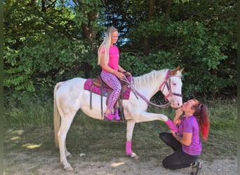 American Paint Horse, Klacz, 6 lat, 146 cm, Overo wszelkich maści