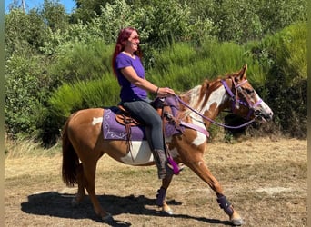 American Paint Horse, Klacz, 6 lat, 146 cm, Srokata