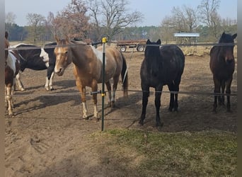 American Paint Horse, Klacz, 6 lat, 150 cm, Szampańska