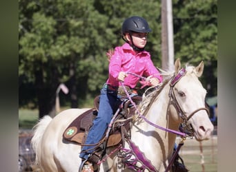 American Paint Horse, Klacz, 6 lat, 152 cm