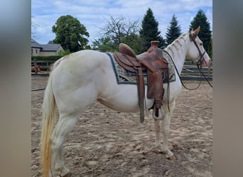 American Paint Horse, Klacz, 6 lat, 153 cm, Overo wszelkich maści