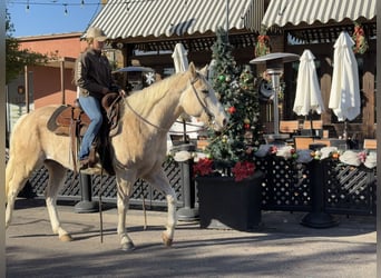 American Paint Horse, Klacz, 6 lat, 155 cm, Izabelowata