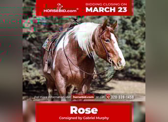 American Paint Horse, Klacz, 6 lat, 160 cm, Kasztanowatodereszowata