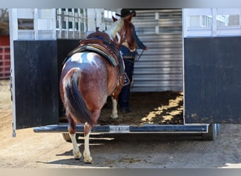 American Paint Horse, Klacz, 6 lat, 160 cm, Kasztanowatodereszowata