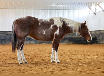 American Paint Horse, Klacz, 6 lat, 160 cm, Kasztanowatodereszowata