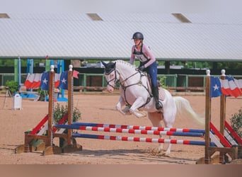 American Paint Horse, Klacz, 6 lat, Tovero wszelkich maści