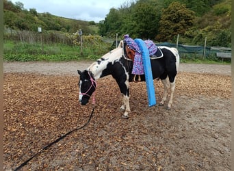 American Paint Horse, Klacz, 7 lat, 140 cm, Srokata