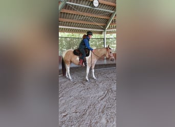 American Paint Horse, Klacz, 7 lat, 146 cm, Tobiano wszelkich maści