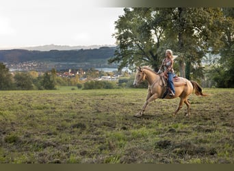 American Paint Horse, Klacz, 7 lat, 150 cm, Szampańska