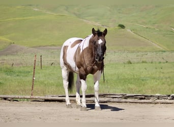 American Paint Horse, Klacz, 7 lat, 152 cm, Grullo