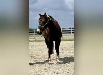 American Paint Horse, Klacz, 7 lat, 152 cm, Srokata