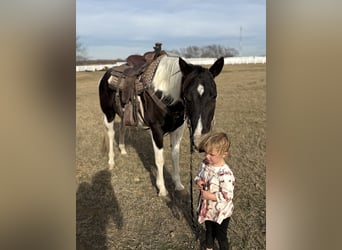 American Paint Horse, Klacz, 7 lat, 152 cm, Tobiano wszelkich maści