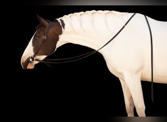 American Paint Horse, Klacz, 7 lat, 152 cm, Tovero wszelkich maści