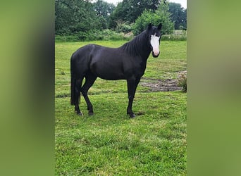 American Paint Horse Mix, Klacz, 7 lat, 156 cm, Kara