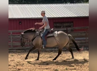American Paint Horse, Klacz, 7 lat, Grullo